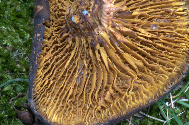 phylloporus rhodoxanthus