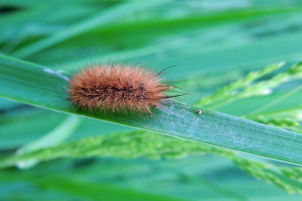 Identificazione bruco