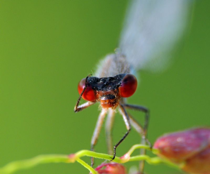 Il saluto della Erythromma viridulum