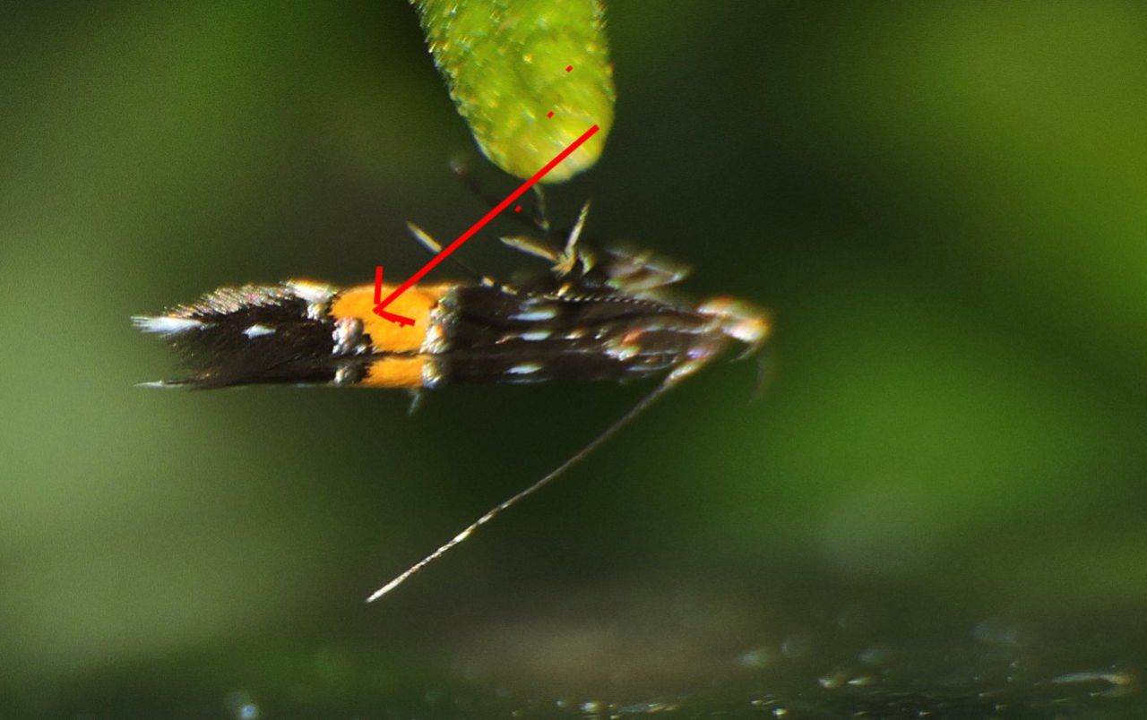 Cosmopterix sp.