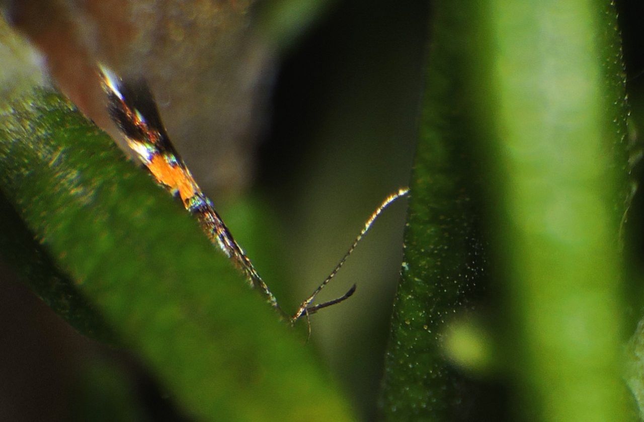 Cosmopterix sp.