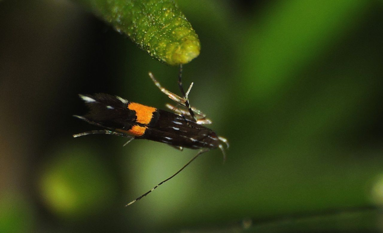 Cosmopterix sp.