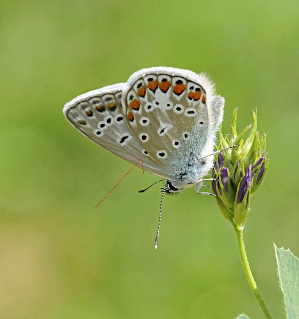 Altro licenide da identificare