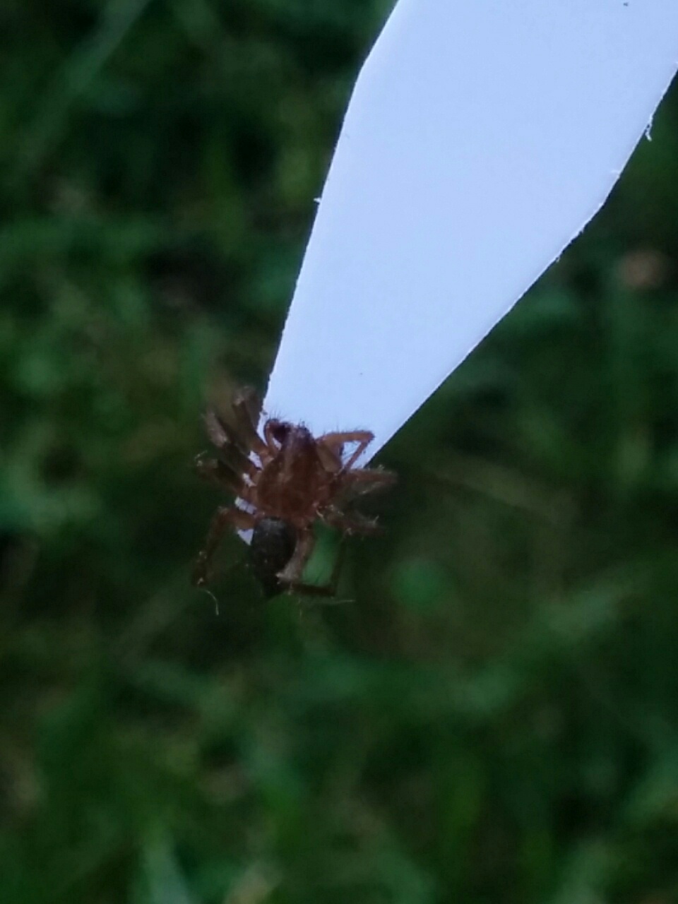 Agelenidae, maschio: cfr. Lycosoides coarctata - Settingiano (CZ)