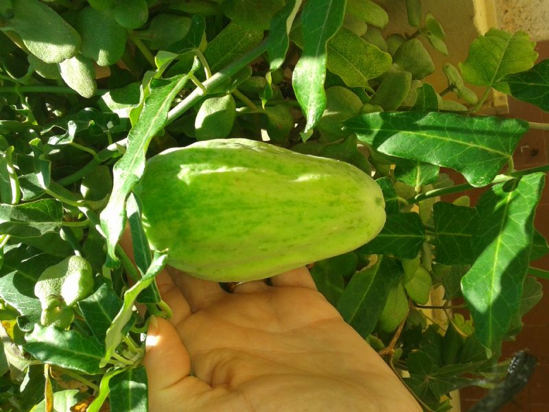 trovata in un campo- Araujia sericifera