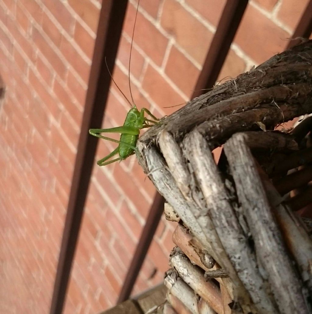 Neanide di Tettigonia sp. (Tettigoniidae)