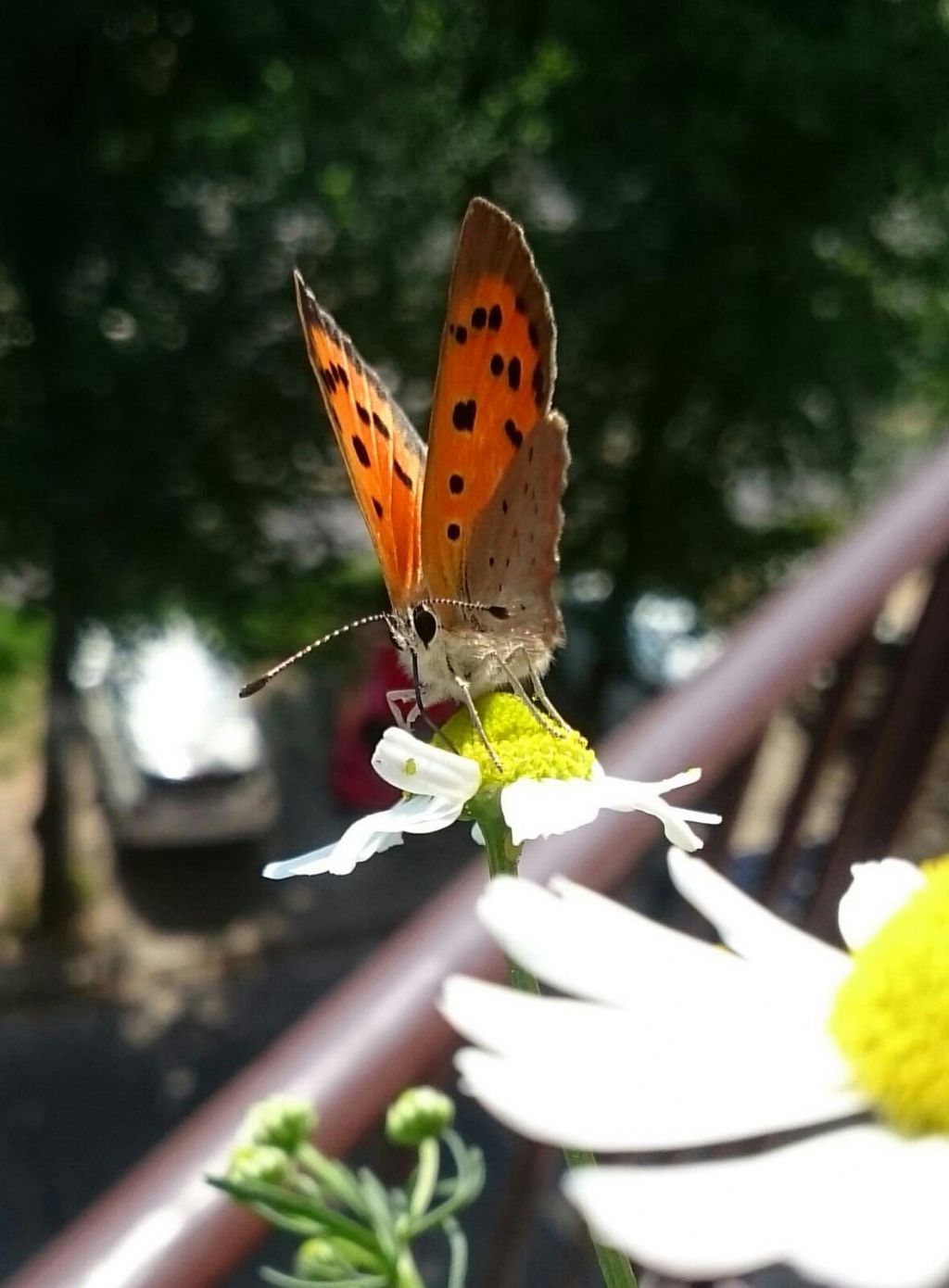 Farfalla da identificare, balcone di casa