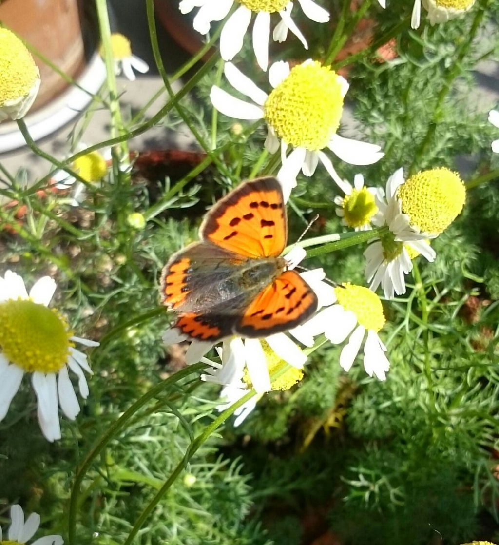 Farfalla da identificare, balcone di casa