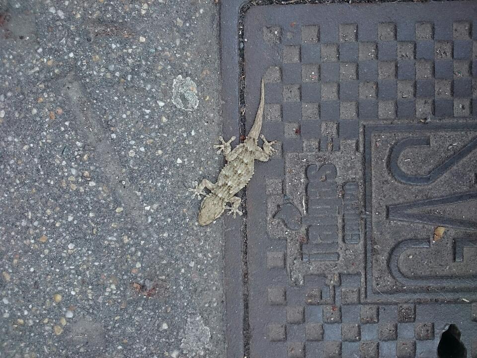 Tarentola mauritanica a Torino