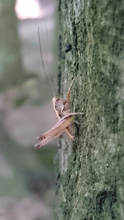 Parco della Maddalena, collina Torinese, da identificare