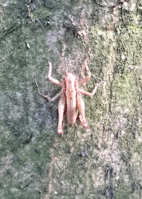 Parco della Maddalena, collina Torinese, da identificare