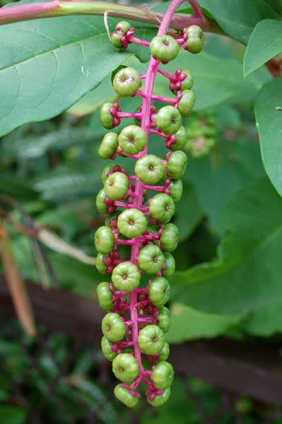 Phytolacca americana