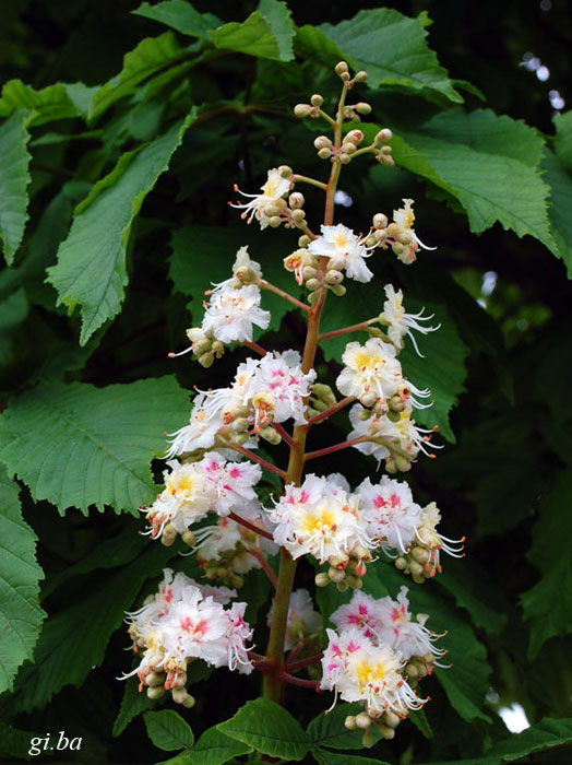 Ippocastano / Aesculus hippocastanum  (Sapindaceae)