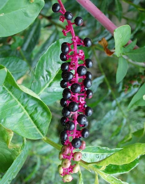 Phytolacca americana