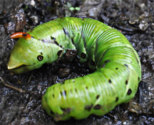 bruchi di Hyles euphorbiae e Agrius convolvuli