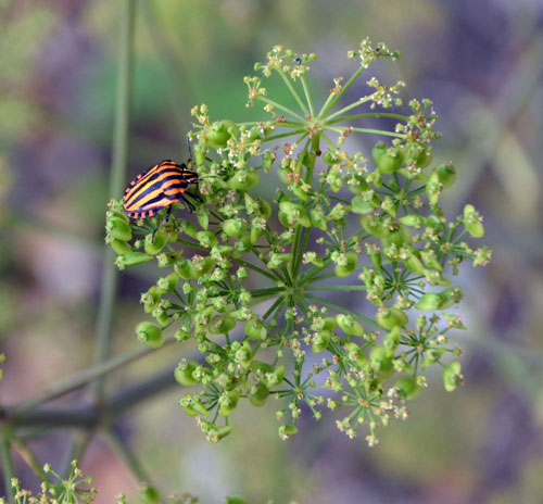 Graphosoma lineatum italicum