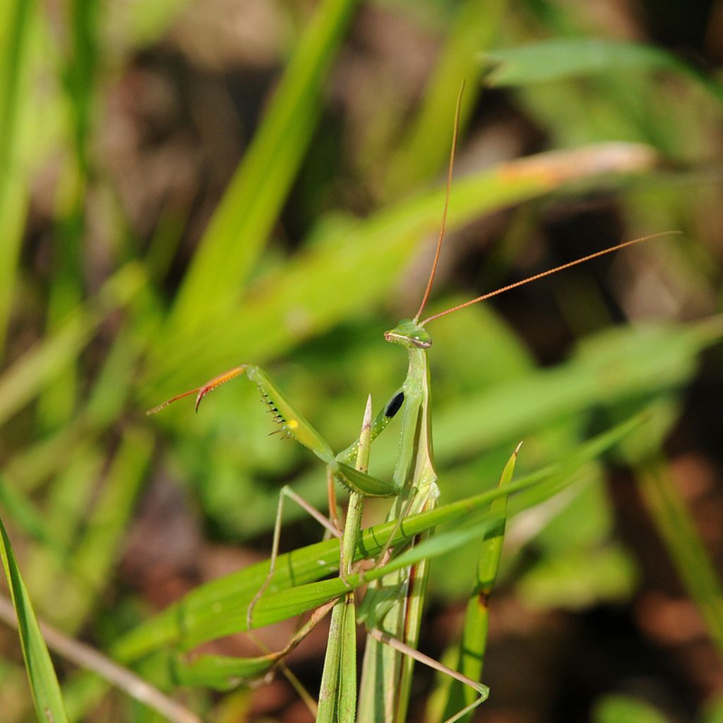 Mantis religiosa?