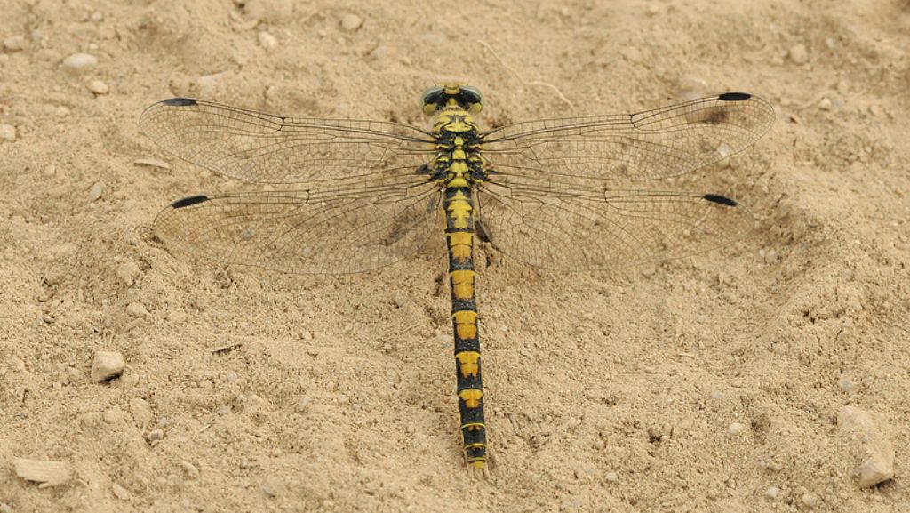 Onychogomphus forcipatus (maschio)?