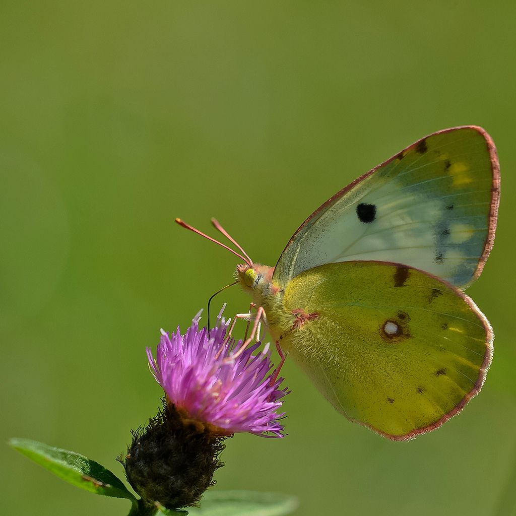 Colias a Bagnasco (CN)