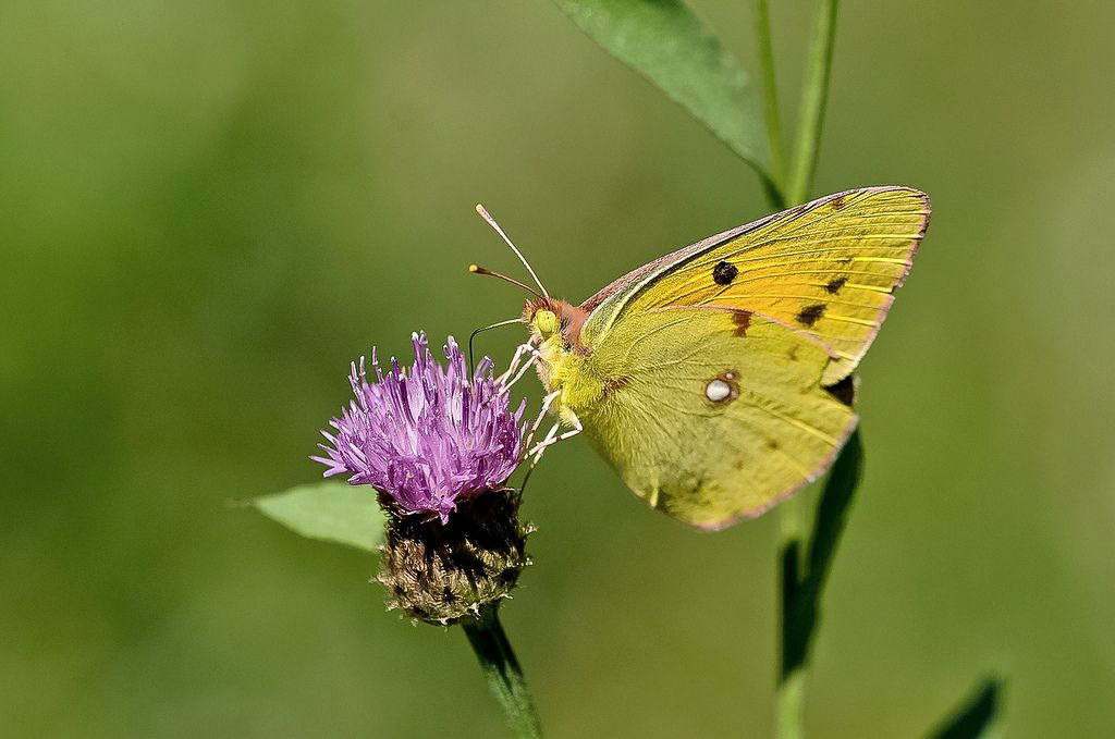 Colias a Bagnasco (CN)