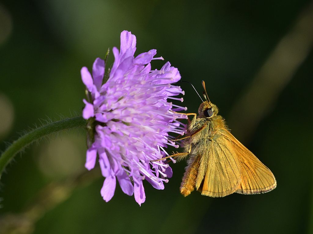 Ochlodes sylvanus?