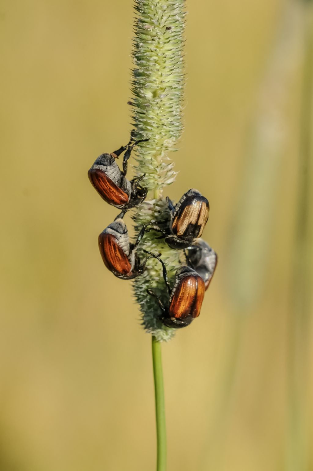 Anisoplia tempestiva