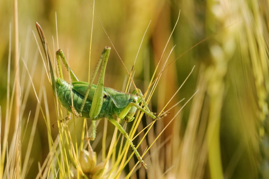 Ninfa di Tettigonia sp.