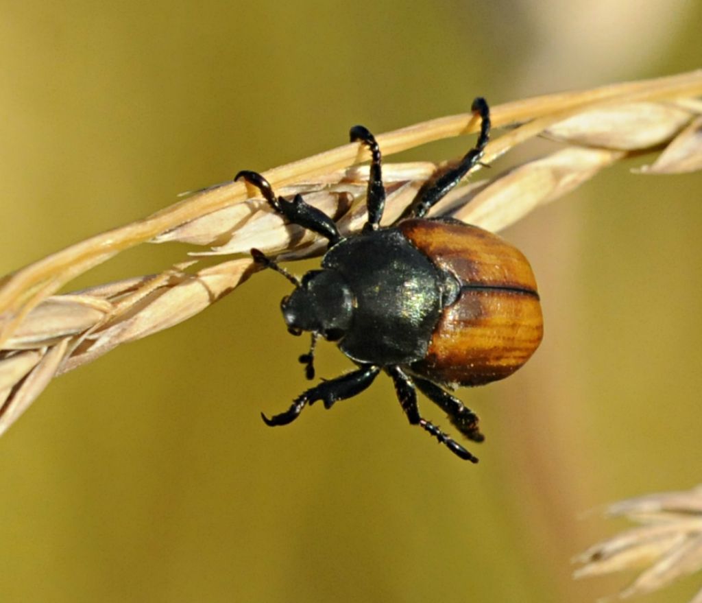 Anisoplia tempestiva