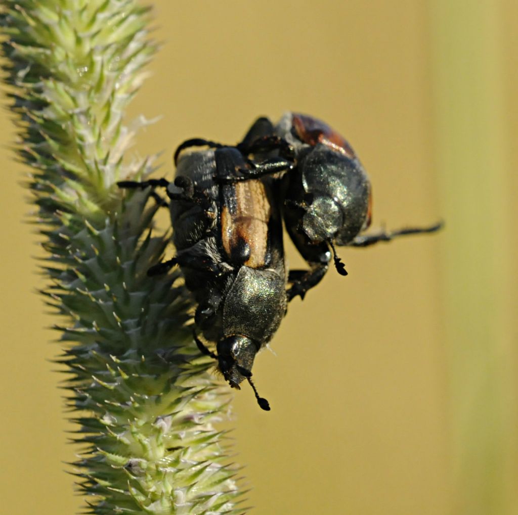 Anisoplia tempestiva