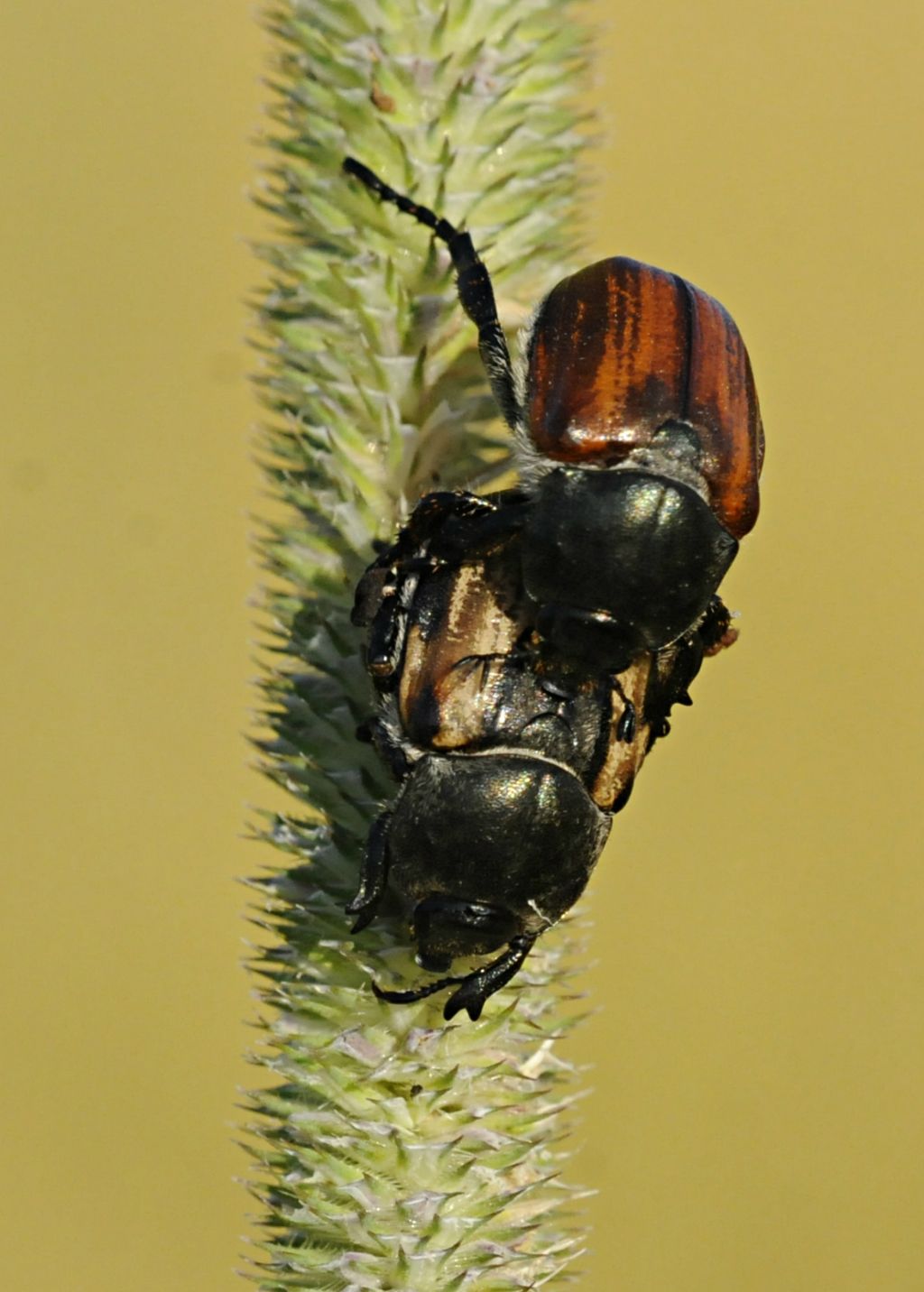 Anisoplia tempestiva