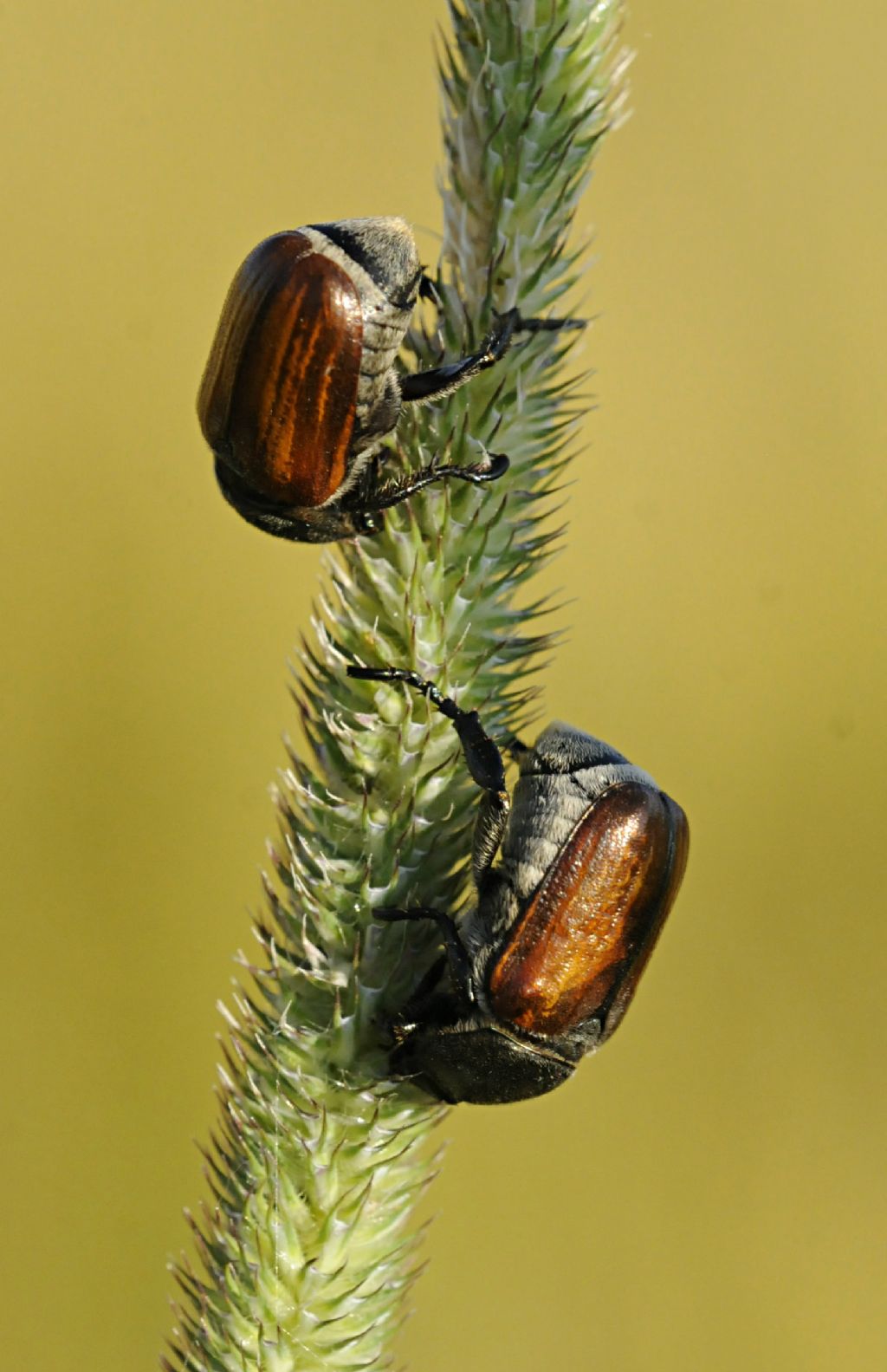 Anisoplia tempestiva