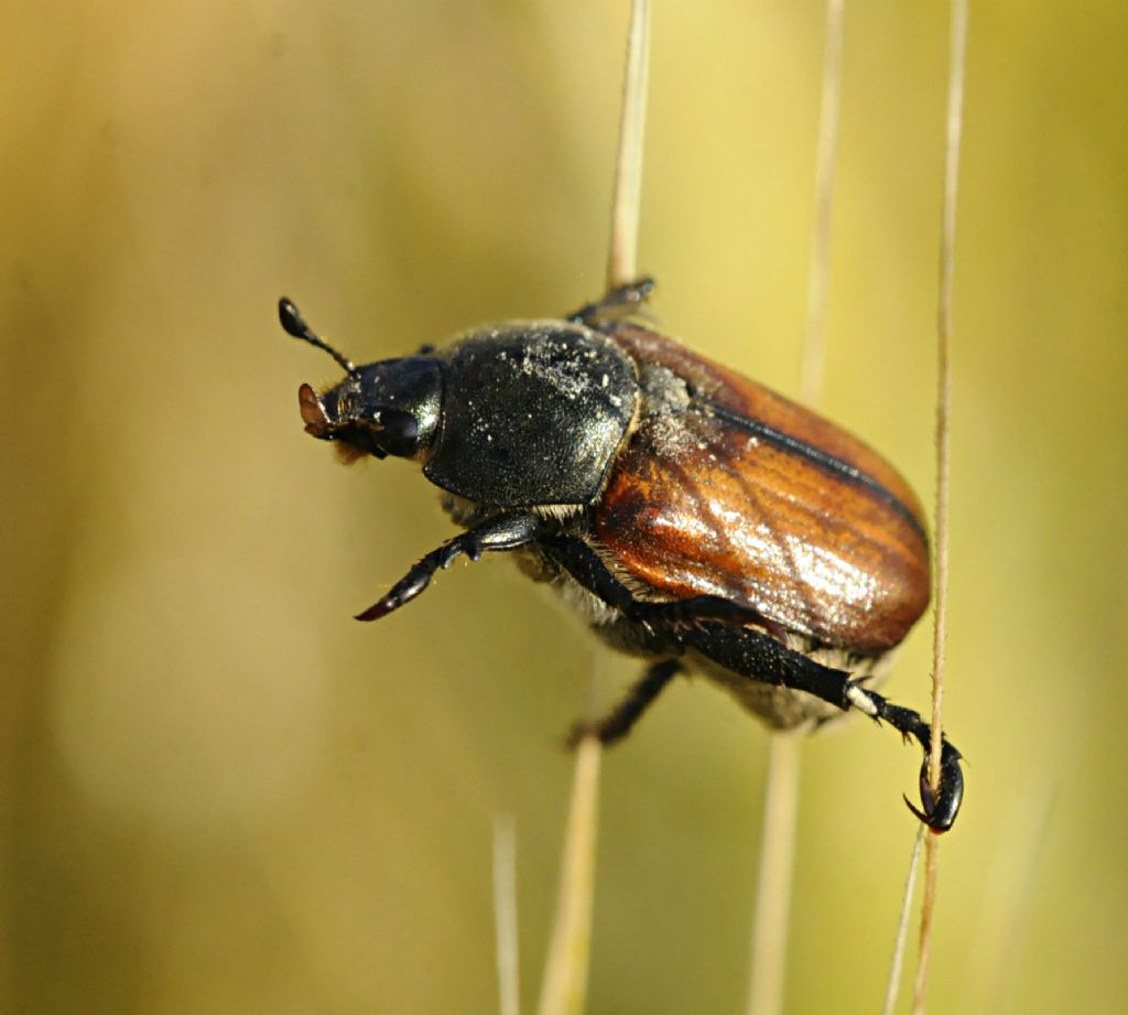 Anisoplia tempestiva