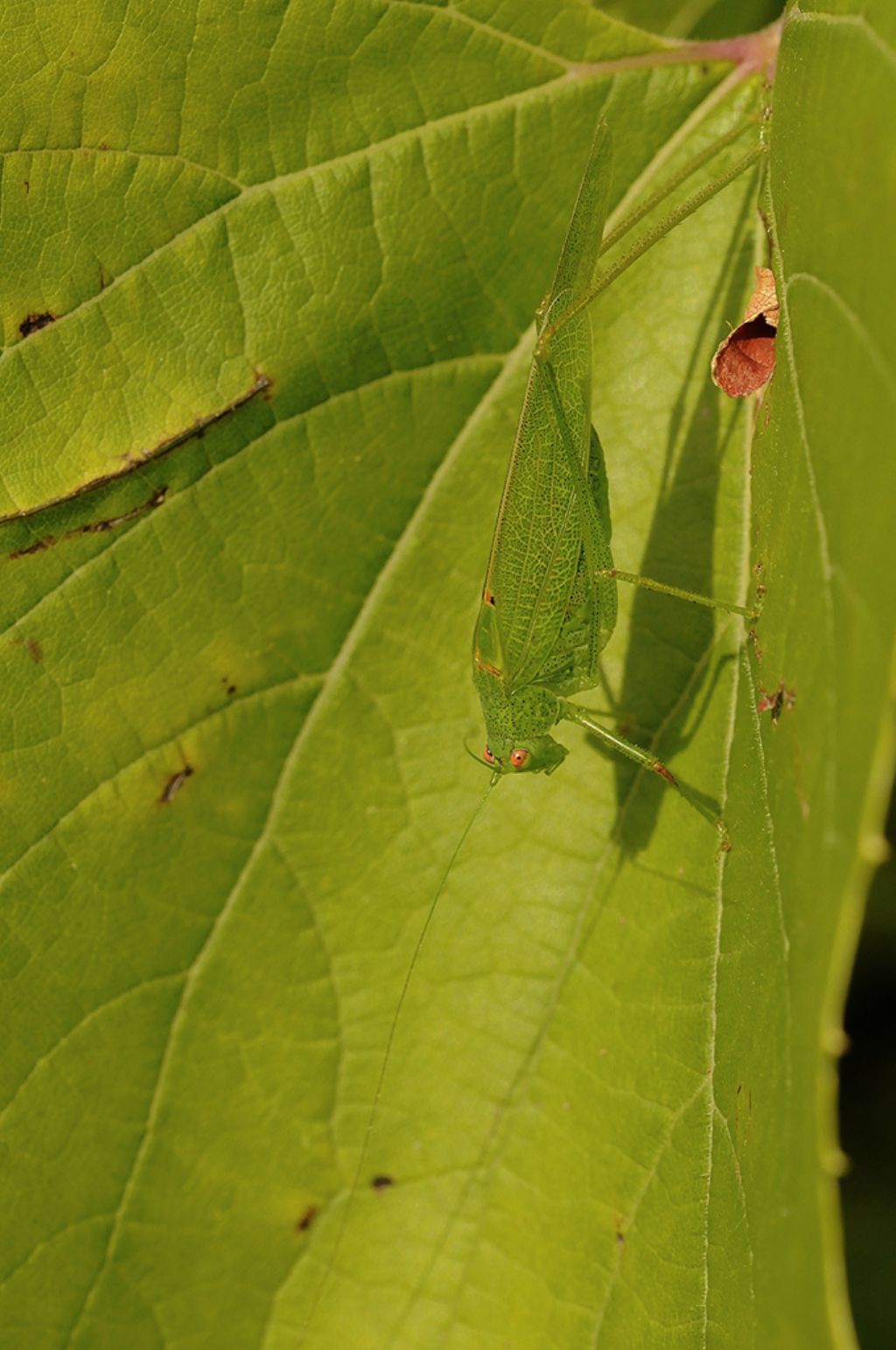 Ortottero da identificare