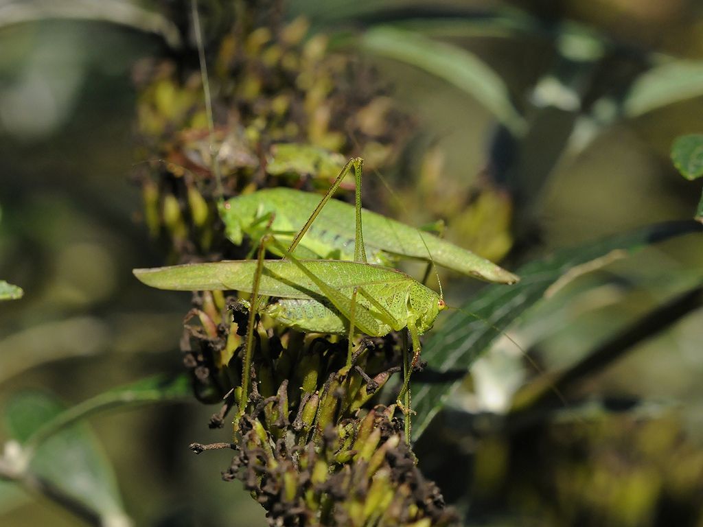 Due maschi di Phaneroptera sp.