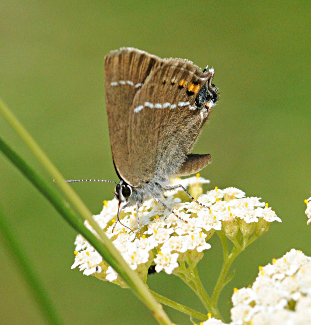 Satyrium spini?