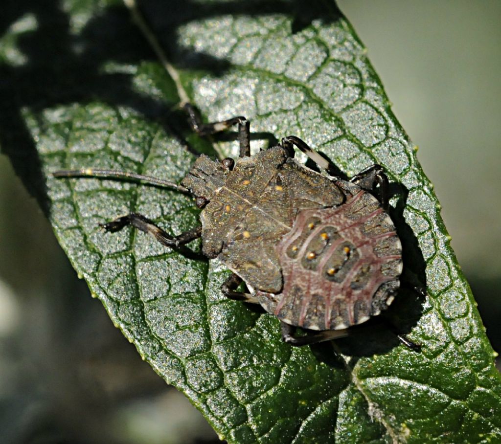 Pentatomidae: Halyomorpha halys (ninfa) del Piemonte (CN)