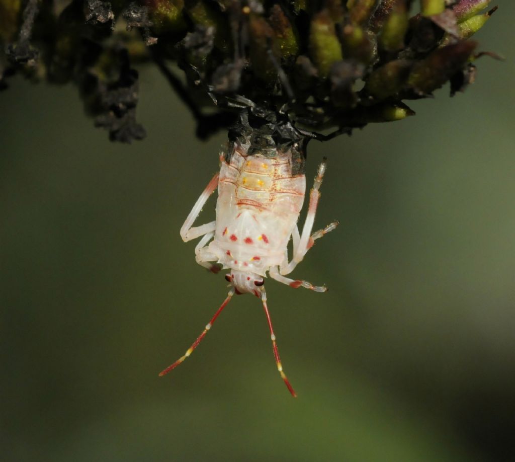 Halyomorpha halys in muta