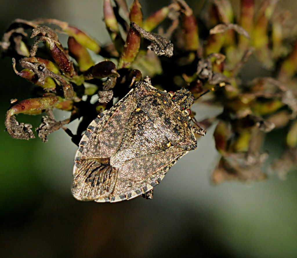 Pentatomidae: Halyomorpha halys del Piemonte (CN)