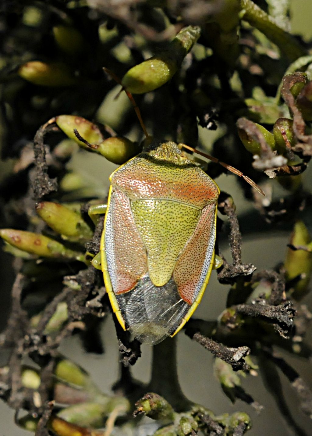 Pentatomidae: Piezodorus lituratus del Piemonte (CN)