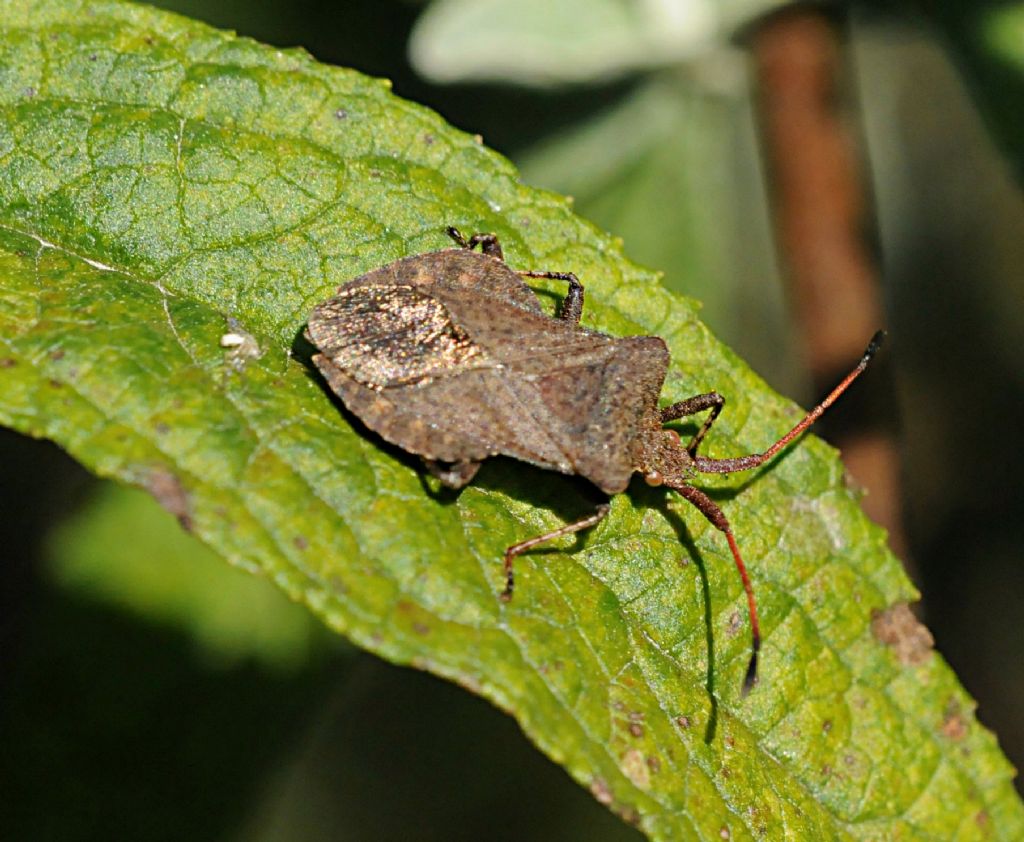 Coreus marginatus? S