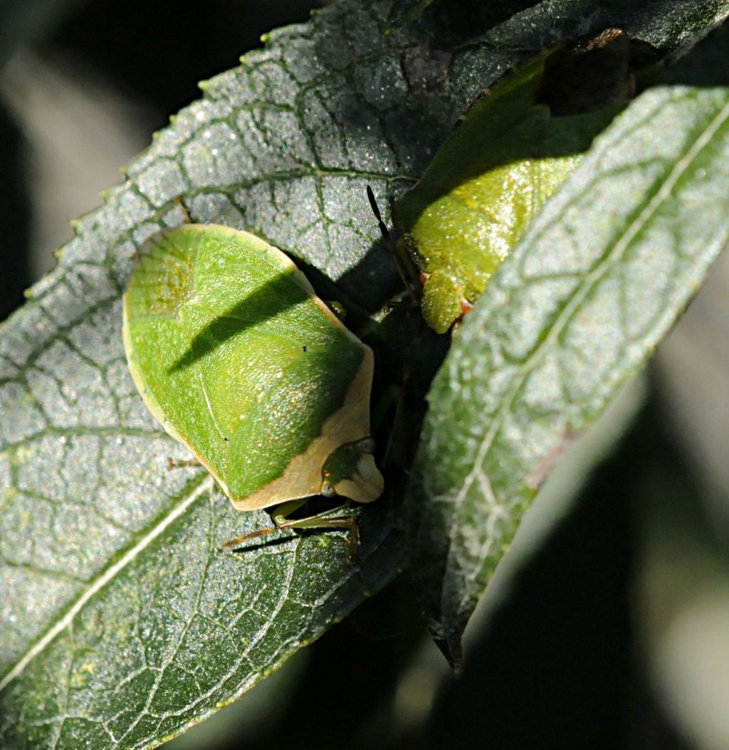 Pentatomidae: Nezara viridula f. torquata del Piemonte (CN)