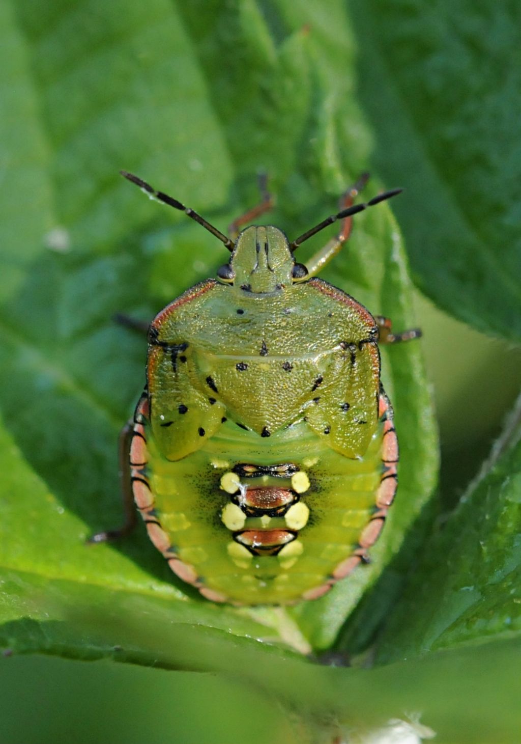 Nezara viridula (ninfa) del Piemonte (CN)