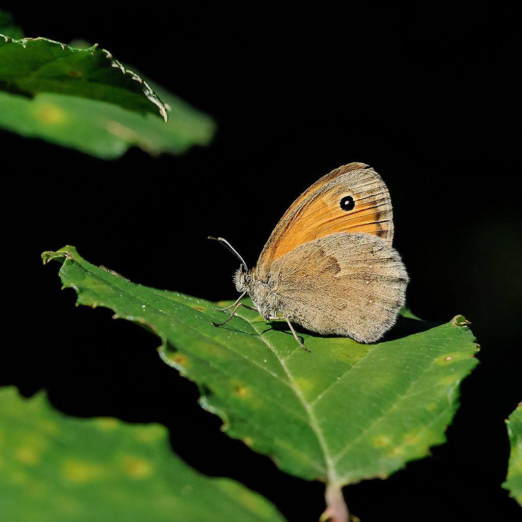 Lepidottero da identificare