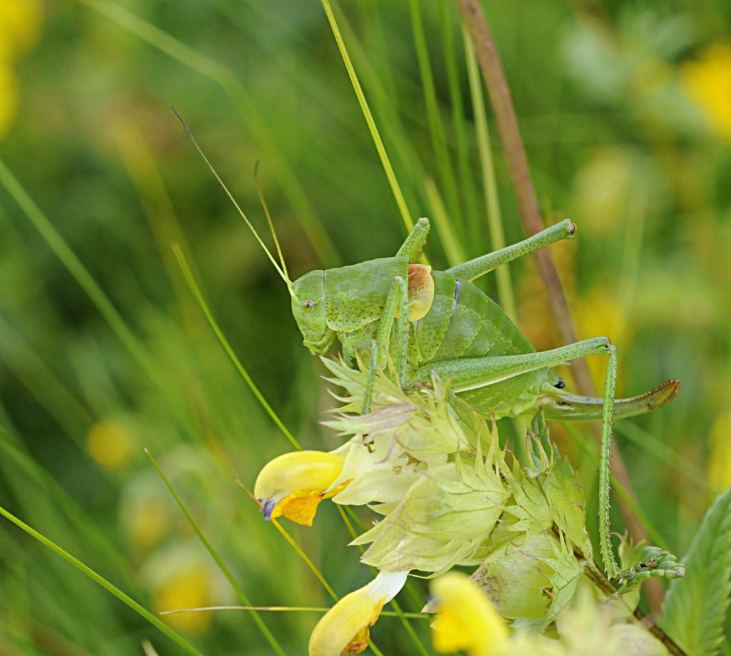 Tettigonia? No. Forse, Polysarcus denticauda