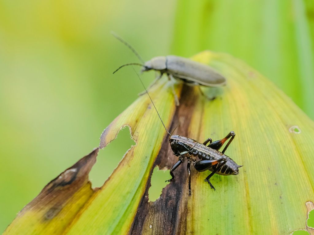 Ortottero da identificare