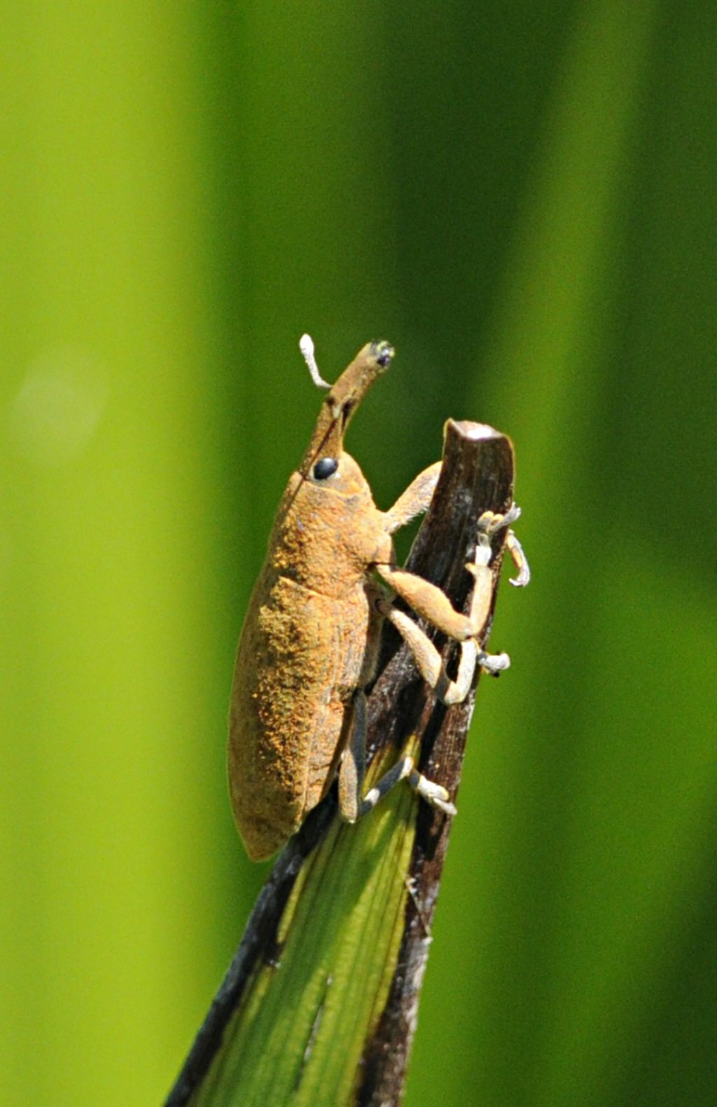 Curculionidae:  Lixus pulverulentus ?