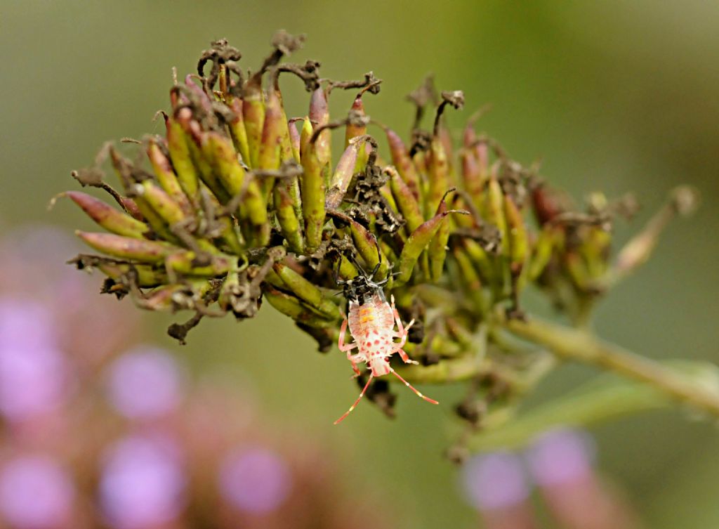 Sempre Halyomorpha halys? S, in muta