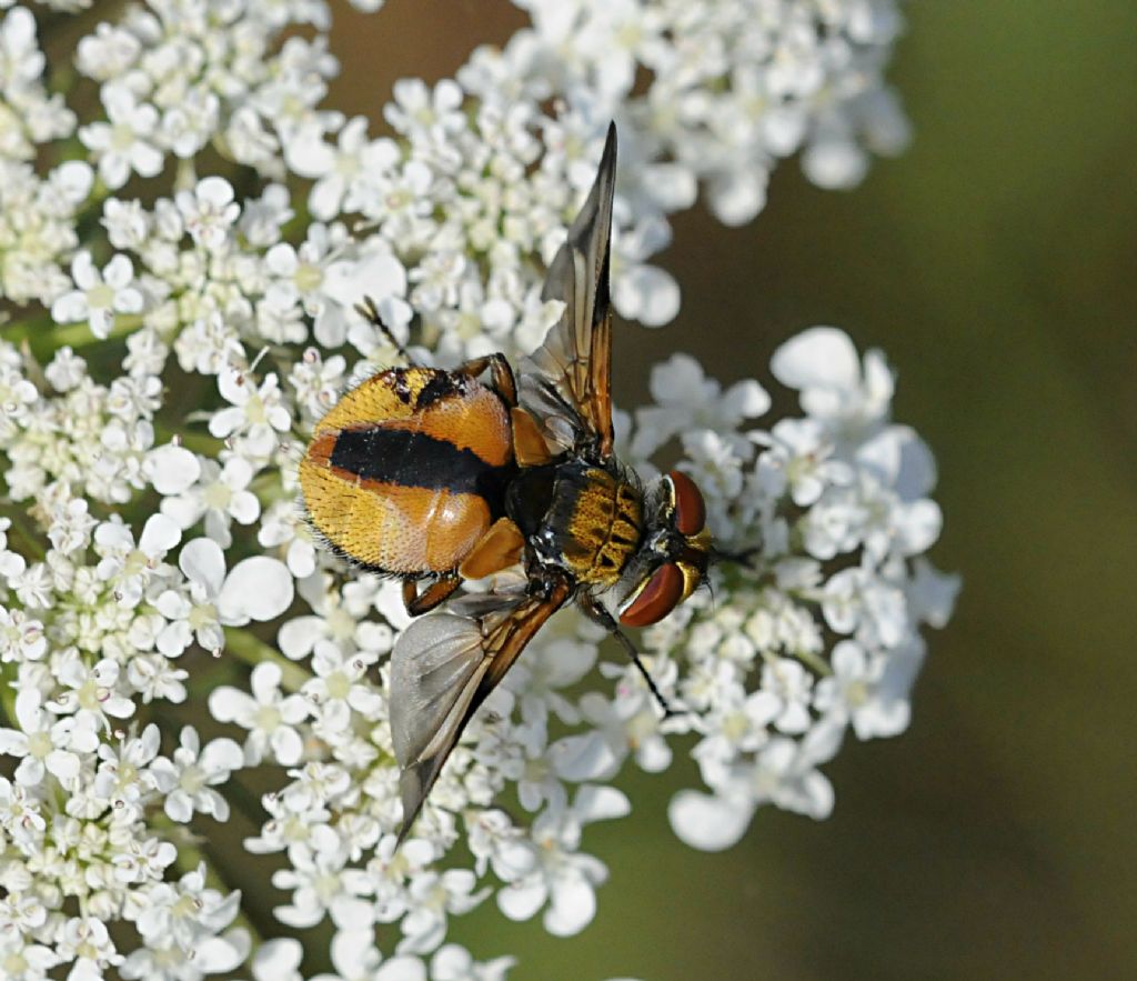 Tachinidae? Quale?