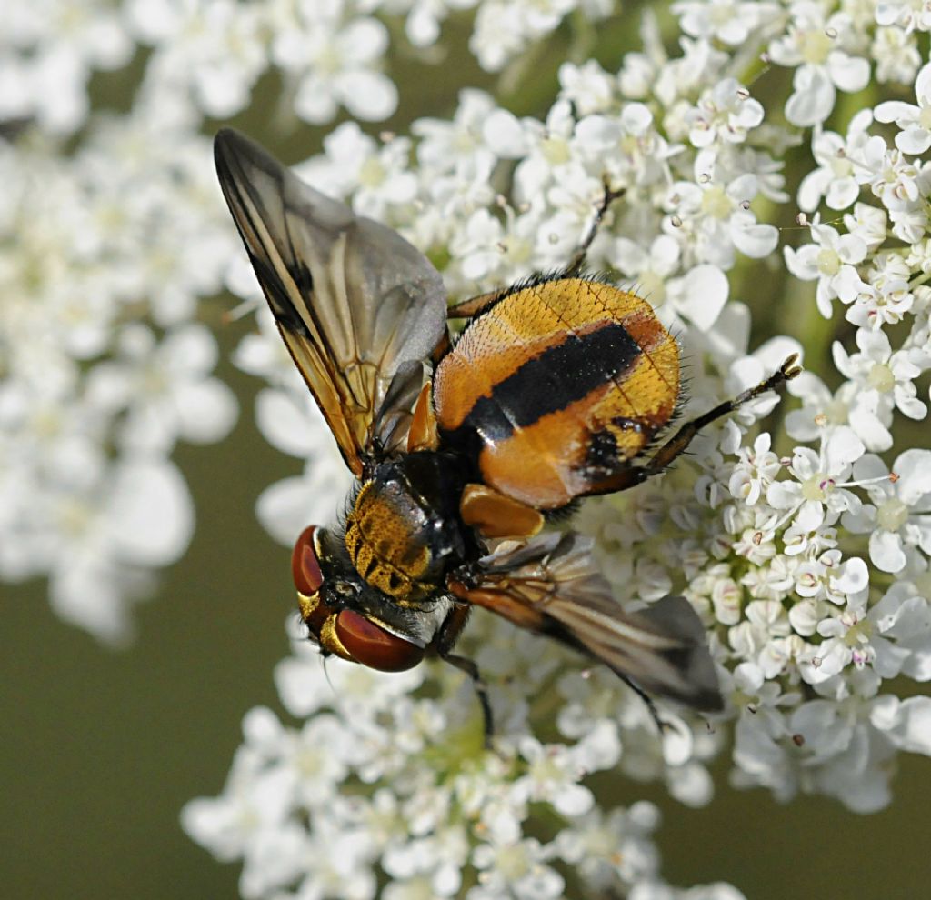 Tachinidae? Quale?