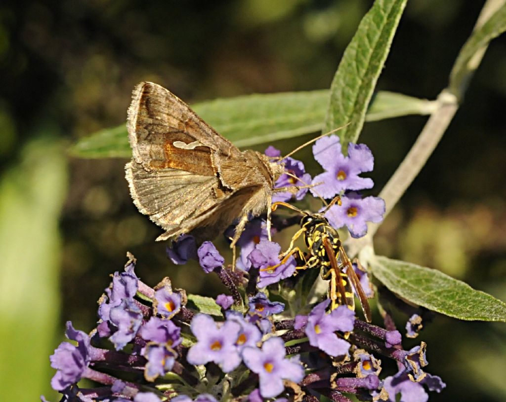 Autographa gamma?